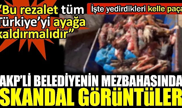 AKP’li belediyenin mezbahasında skandal görüntüler. İşte yedirdikleri kelle paça